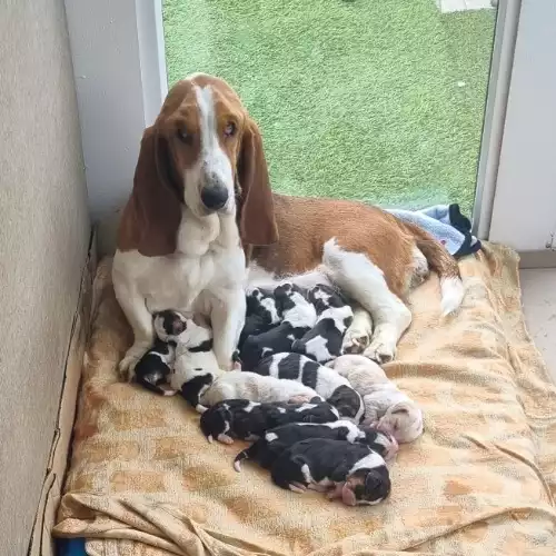 Basset Hound Dog For Sale in Glasgow