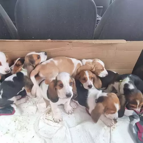 Basset Hound Dog For Sale in Glasgow