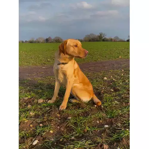 Labrador Retriever Dog For Stud in Swadlincote, Derbyshire