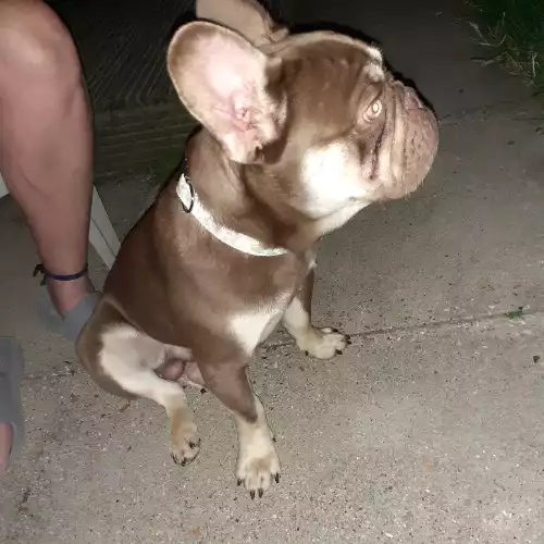 French Bulldog Dog For Adoption in Eastbourne, East Sussex, England