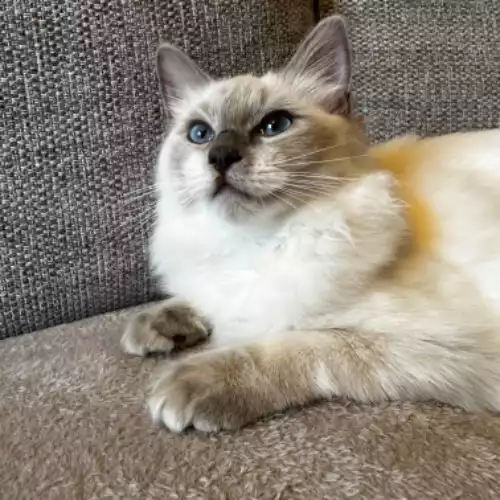 Ragdoll Cat For Sale in Elland, West Yorkshire