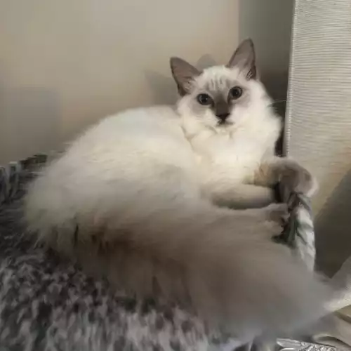 Ragdoll Cat For Sale in Elland, West Yorkshire, England