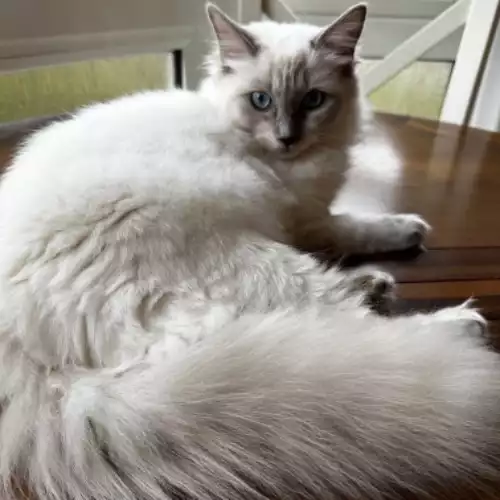 Ragdoll Cat For Sale in Elland, West Yorkshire