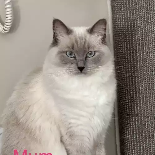 Ragdoll Cat For Sale in Elland, West Yorkshire, England