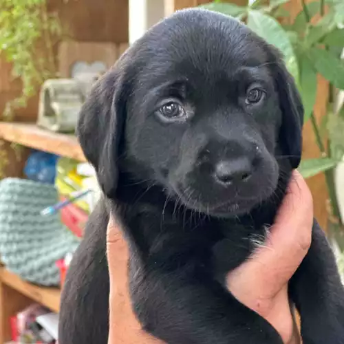 Labrador Retriever Dog For Sale in Rushden