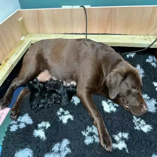 Labrador Retriever Dog For Sale in Rushden