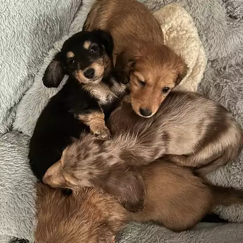 Dachshund Dog For Sale in Trowbridge, Wiltshire