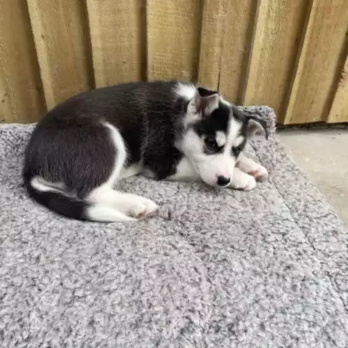 Siberian Husky Dog For Sale in Bradford, West Yorkshire, England