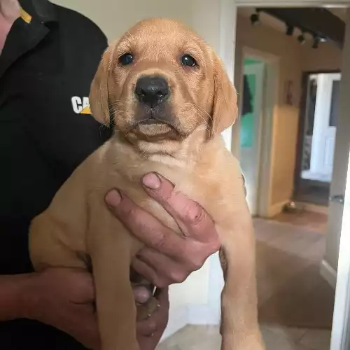 Labrador Retriever Dog For Sale in Hexham, Northumberland, England