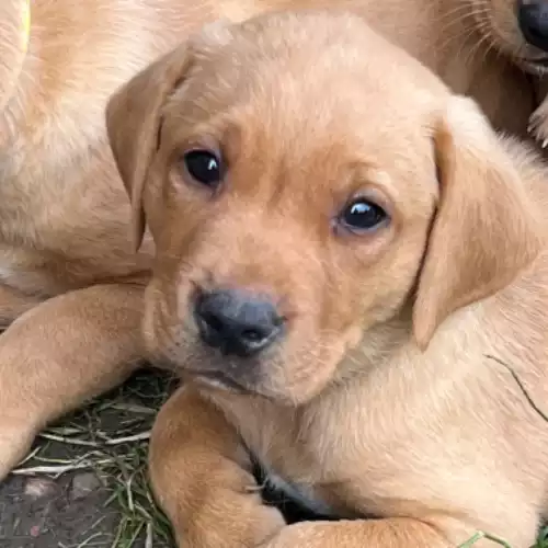 Labrador Retriever Dog For Sale in Hexham, Northumberland, England