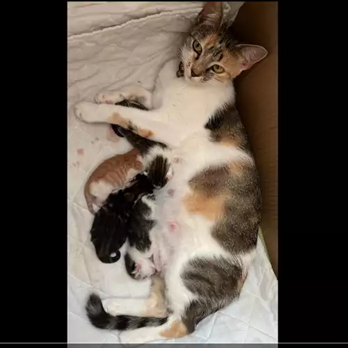 Domestic Shorthair Cat For Sale in Hounslow West