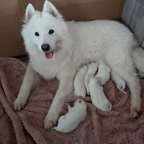 Samoyed Dog For Sale in Birmingham