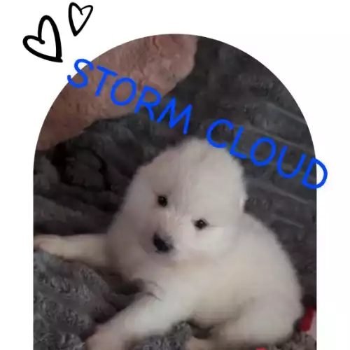 Samoyed Dog For Sale in Birmingham