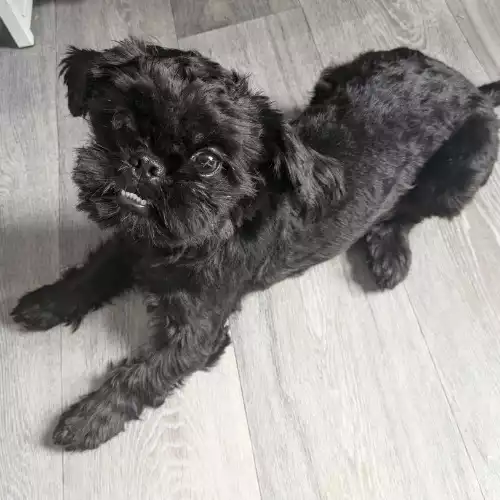 Shih Tzu Dog For Adoption in Rhyl, Clwyd, Wales