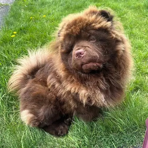 Chow Chow Dog For Adoption in Altrincham, Greater Manchester