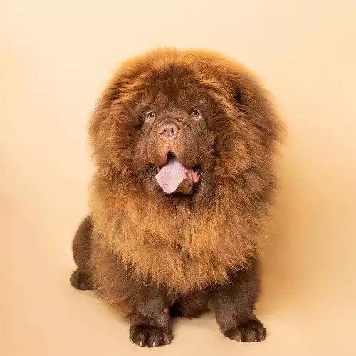 Chow Chow Dog For Adoption in Altrincham, Greater Manchester