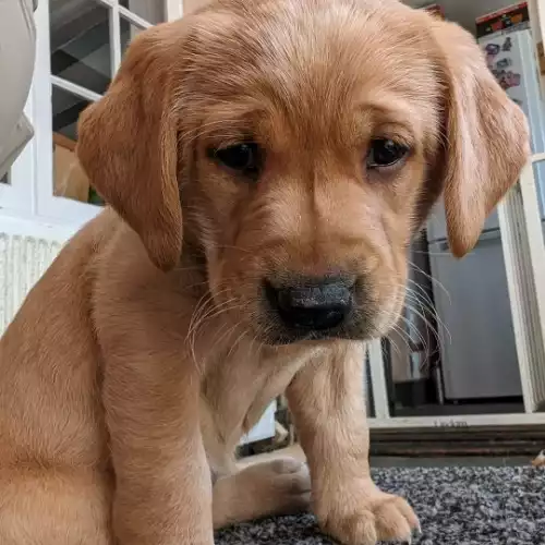 Labrador Retriever Dog For Sale in Sudbury, Suffolk, England