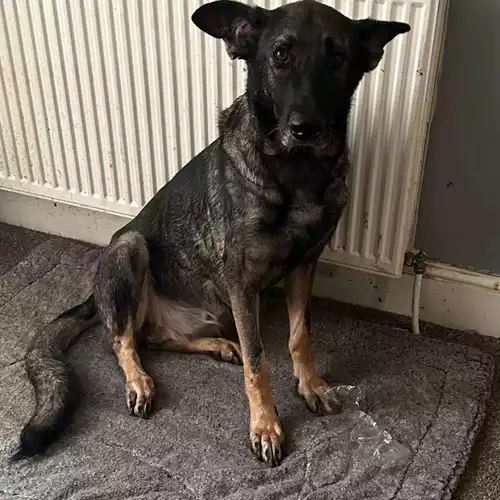 German Shepherd Dog For Sale in Thornaby-on-Tees, North Yorkshire