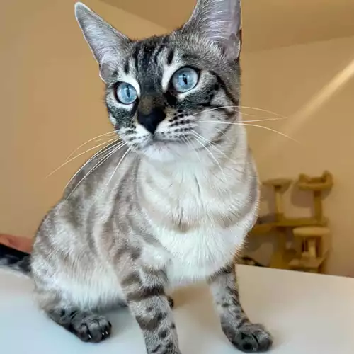 Bengal Cat For Adoption in Birmingham