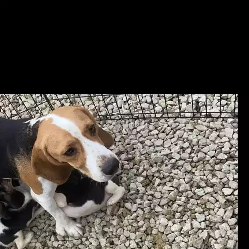 Beagle Dog For Sale in Bradford Moor, West Yorkshire, England