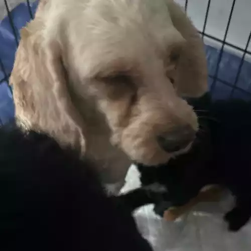 Cockapoo Dog For Sale in Agbrigg, West Yorkshire