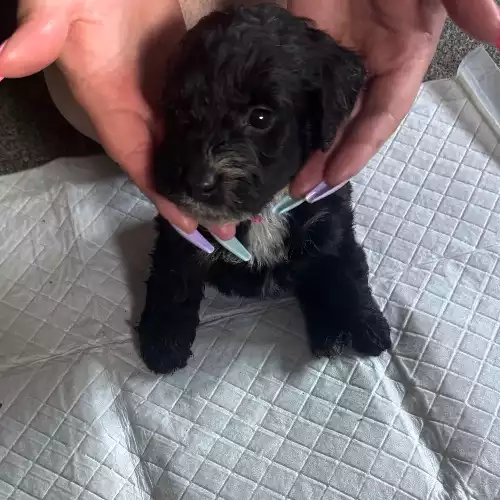 Cockapoo Dog For Sale in Agbrigg, West Yorkshire