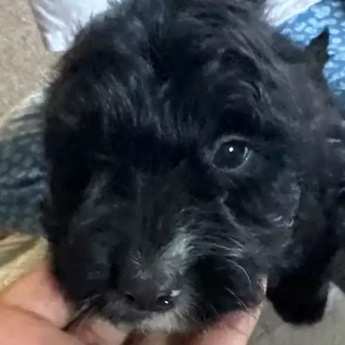 Cockapoo Dog For Sale in Agbrigg, West Yorkshire, England