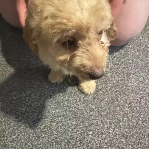 Cockapoo Dog For Sale in Agbrigg, West Yorkshire