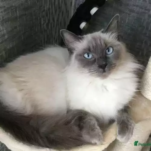 Ragdoll Cat For Sale in Lincoln, Lincolnshire, England
