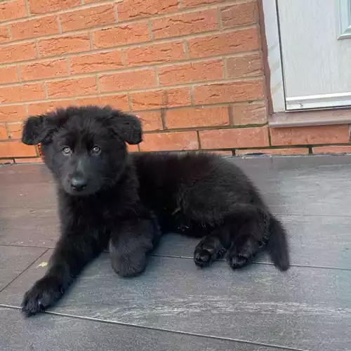 German Shepherd Dog For Sale in Bedworth, Warwickshire