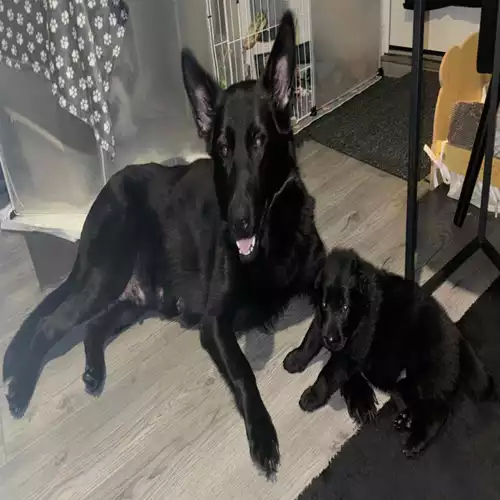 German Shepherd Dog For Sale in Bedworth, Warwickshire