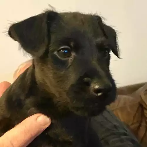 Patterdale Terrier Dog For Sale in Maidstone, Kent