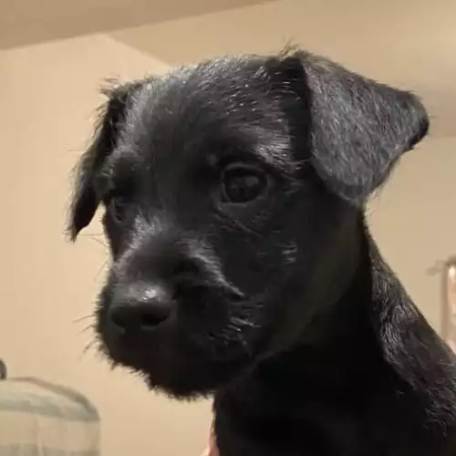 Patterdale Terrier Dog For Sale in Maidstone, Kent