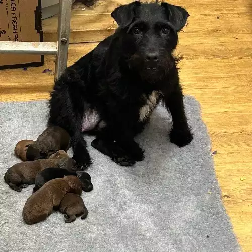 Patterdale Terrier Dog For Sale in Maidstone, Kent