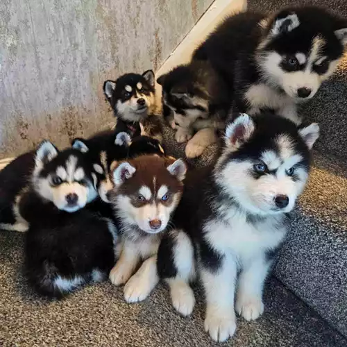 Siberian Husky Dog For Sale in Birmingham