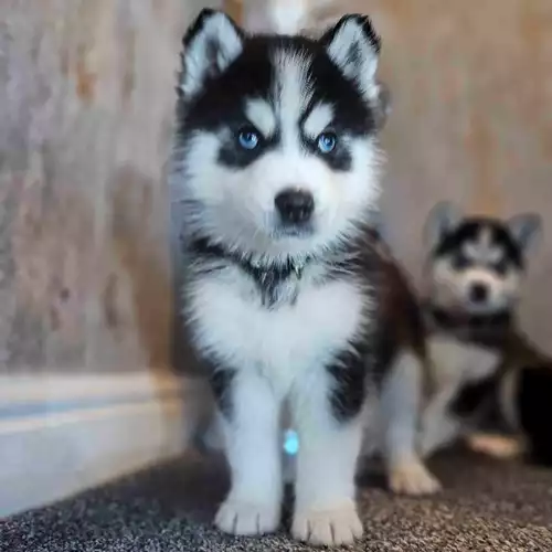 Siberian Husky Dog For Sale in Birmingham