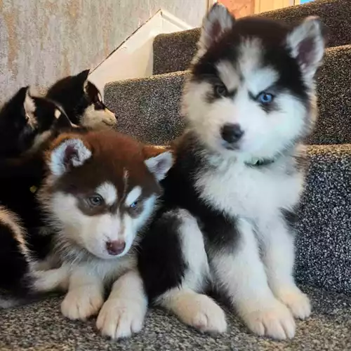 Siberian Husky Dog For Sale in Birmingham