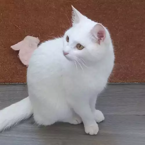 Domestic Shorthair Cat For Adoption in Chester, Cheshire, England