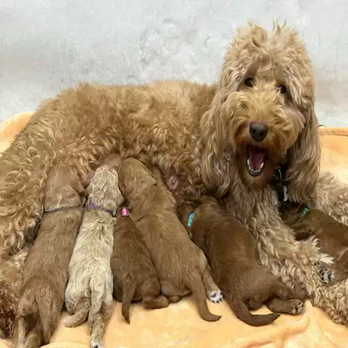 Goldendoodle Dog For Sale in Grimsby, Lincolnshire