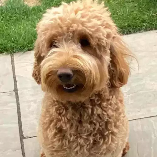 Goldendoodle Dog For Sale in Grimsby, Lincolnshire