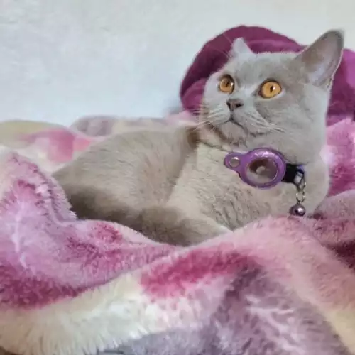 British Shorthair Cat For Adoption in Birmingham, West Midlands, England