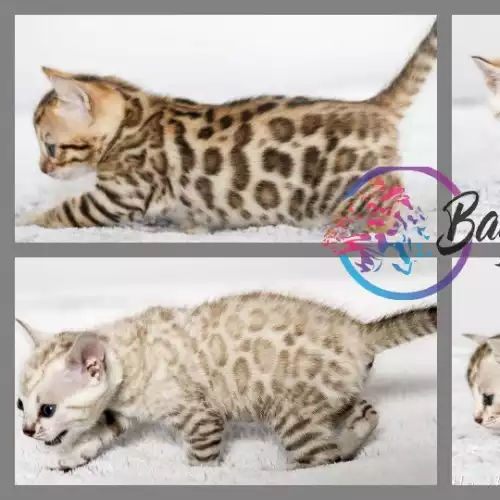 Bengal Cat For Sale in Exeter, Devon, England