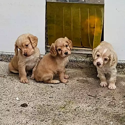 Cocker Spaniel Dog For Sale in Corwen, Clwyd, Wales