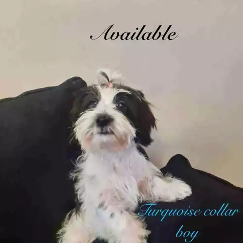 Shorkie Dog For Sale in Manchester