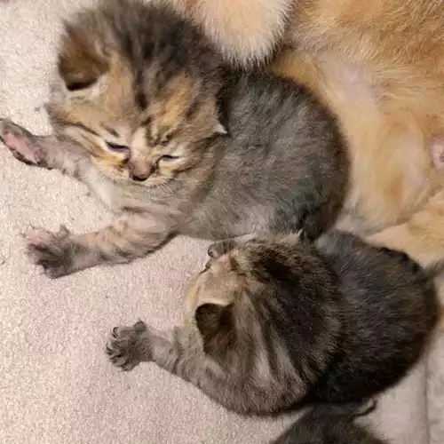 Scottish Fold Cat For Sale in Grays, Essex