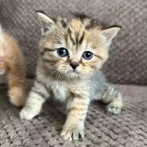 Scottish Fold Cat For Sale in Grays, Essex