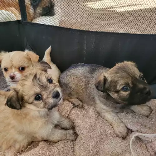 Chihuahua Dog For Sale in Polegate, East Sussex