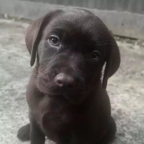 Labrador Retriever Dog For Sale in Canary Wharf, Greater London