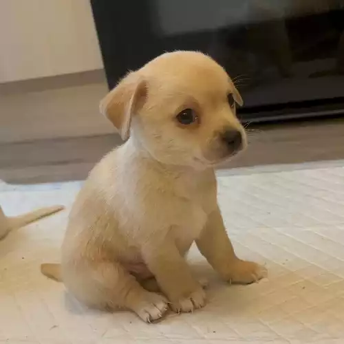 Chihuahua Dog For Sale in Walsall, West Midlands