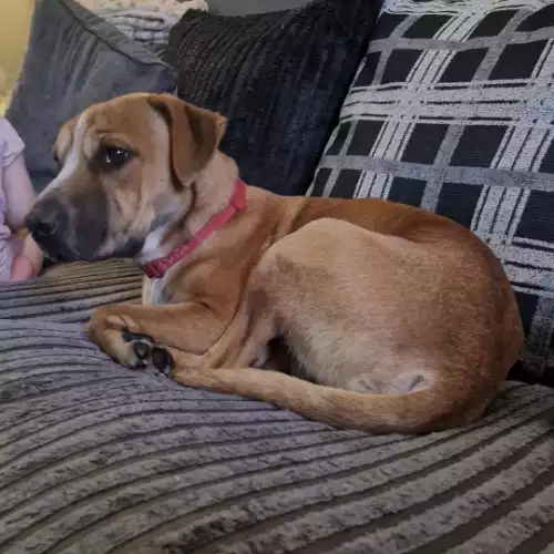 Rhodesian Ridgeback Dog For Adoption in Wakefield, West Yorkshire, England